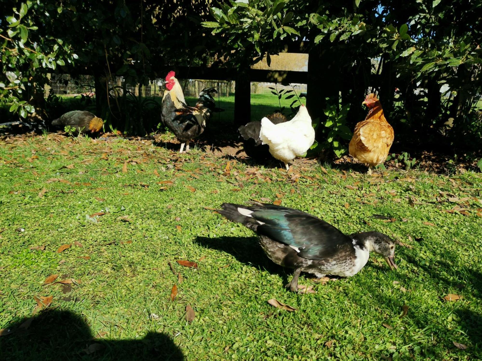 Farm Stay On Te Awa Cycleway Tamahere Exterior foto